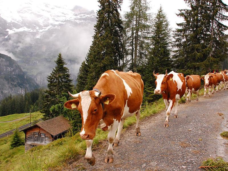 Δημοψήφισμα στην Ελβετία: Ψηφίζουν για αγελάδες με κέρατα ή χωρίς - Media