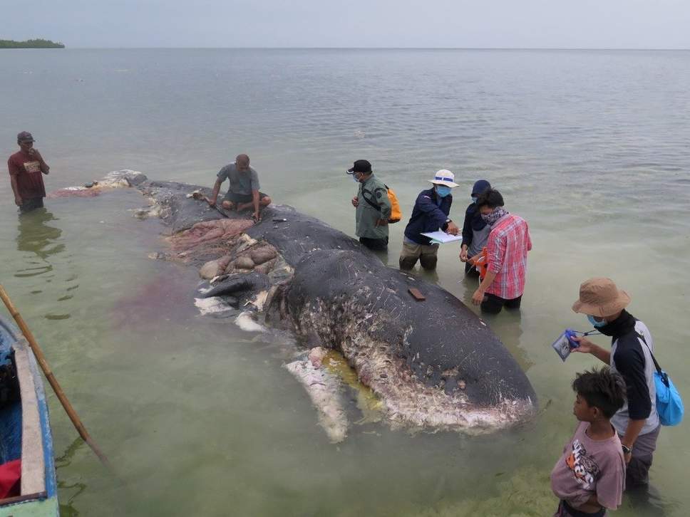 Πλαστικά ποτήρια, σαγιονάρες και σακούλες στο στομάχι φάλαινας που ξεβράστηκε στην Ινδονησία (Σκληρές Photos) - Media Gallery 4