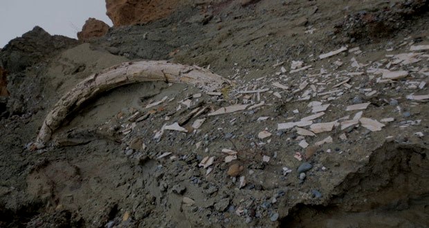 Προϊστορικός χαυλιόδοντας εντοπίστηκε στο ορυχείο Αμυνταίου της ΔΕΗ - Media