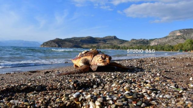 Ξεβράστηκε νεκρή θαλάσσια χελώνα στο Ναύπλιο - Media