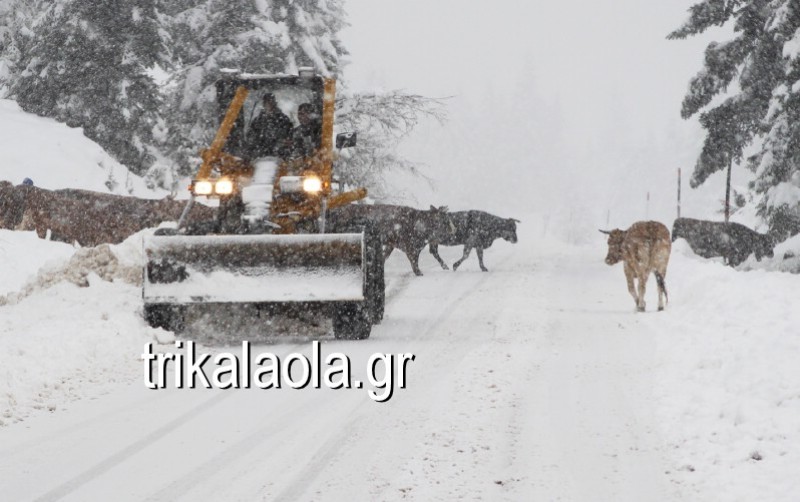 Τρίκαλα: Αγελάδες έφαγαν το αλάτι που έριξαν τα εκχιονιστικά (Video) - Media