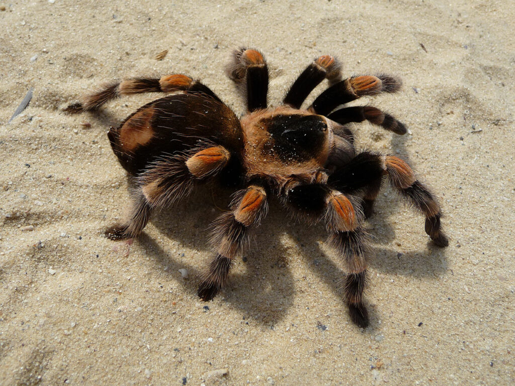 Oι αράχνες θα μπορούσαν φάνε όλους τους ανθρώπους του πλανήτη σε μόλις 12 μήνες (Photos) - Media