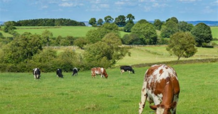 Στους μετανάστες στηρίζεται η μετακινούμενη κτηνοτροφία στη Θεσσαλία - Media