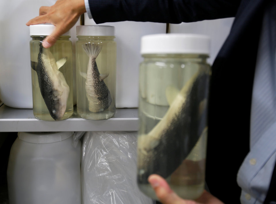Το απίστευτα επικίνδυνο (και ακριβό) ψάρι με θανατηφόρο νευροτοξίνη που «καμουφλάρει» η κλιματική αλλαγή - Media