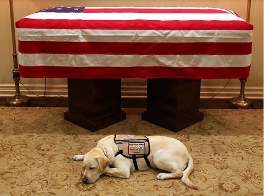 Viral ο σκύλος του Τζορτζ Μπους: Δεν απομακρύνθηκε στιγμή από το φέρετρό του (Photo) - Media