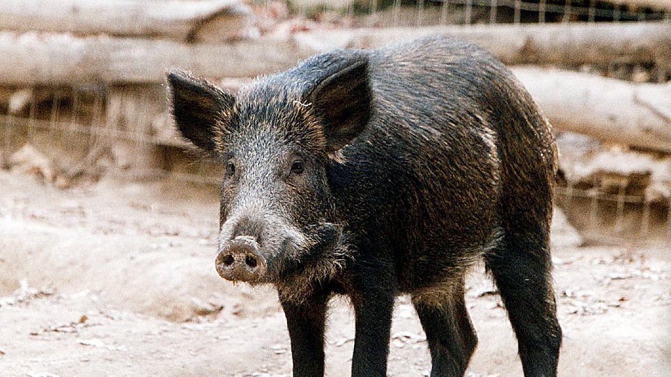 Βοιωτία: Σφοδρή σύγκρουση αυτοκινήτου με αγριογούρουνο  (Photo) - Media