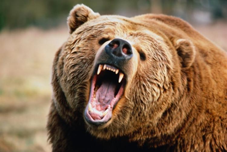 Αρκούδα κατασπάραξε κυνηγό όταν απελευθερώθηκε από το κλουβί που την κρατούσε αιχμάλωτη (Photos/Video)  - Media