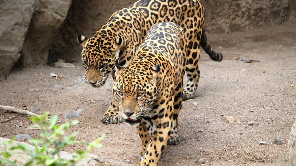 Αττικό Ζωολογικό Πάρκο: «Οι φροντιστές σκότωσαν δύο τζάγκουαρ που βγήκαν εκτός Πάρκου – Δεν κινδύνεψε κανένας επισκέπτης» - Media