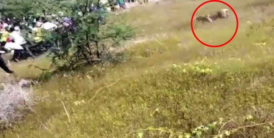 Η τρομακτική στιγμή που μια λεοπάρδαλη επιτίθεται σε πλήθος και κατασπαράζει 4 ανθρώπους (Video)  - Media