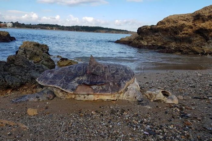 Μακάβριο εύρημα στα Χανιά: Τεράστια χελώνα βρέθηκε νεκρή στην παραλία (Photos) - Media