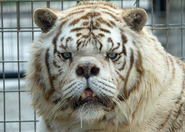 Τα μαρτύρια της πιο «άσχημης» τίγρη του κόσμου (Photos) - Media