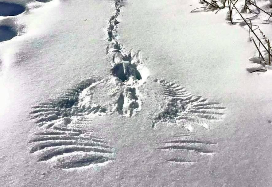 Σιωπηλός μάρτυρας: Ίχνη στο χιόνι αποτυπώνουν τη «μάχη» ενός αετού με έναν λαγό - Media