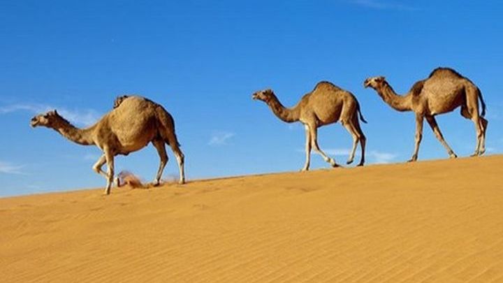 Σε αγώνα ταχύτητας με…καμήλες πόνταραν οι παίκτες της Παρί (Video) - Media