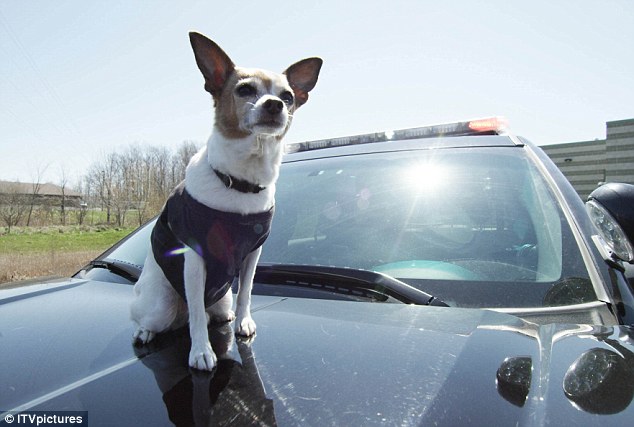 Αστυνομικός πυροβόλησε με το υπηρεσιακό του όπλο, μικρό σκυλάκι στο κεφάλι (Video) - Media