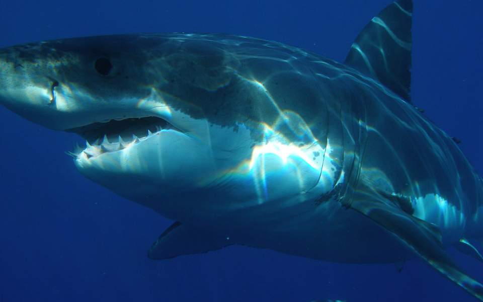 Ο μεγαλύτερος λευκός καρχαρίας που έχει θεαθεί ποτέ εμφανίστηκε ανοιχτά της Χαβάης (video) - Media