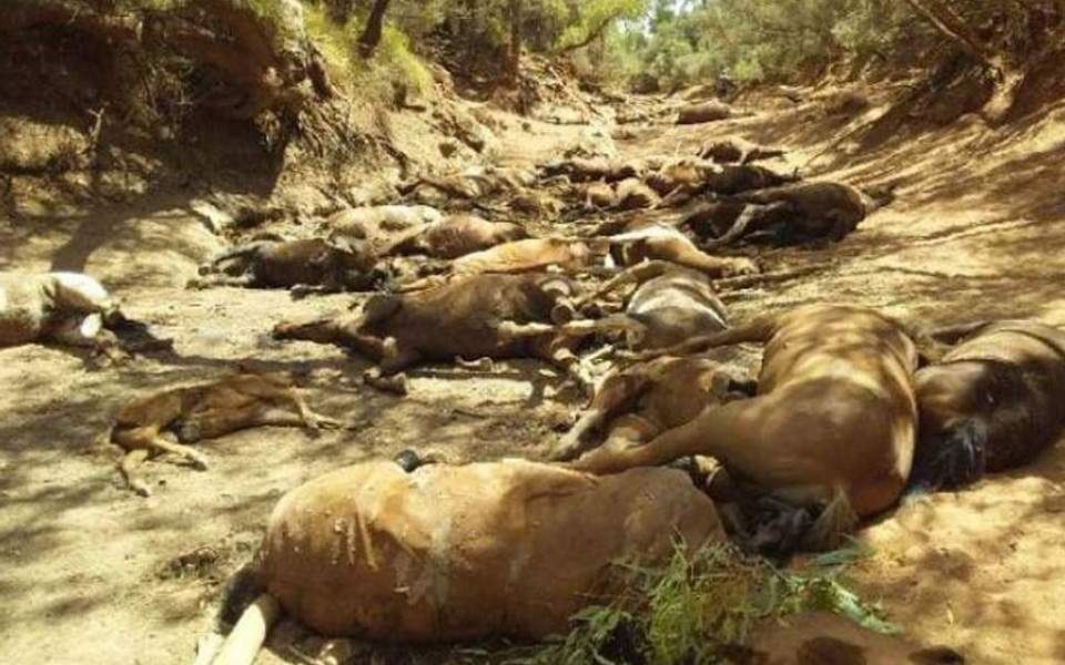Δεκάδες άγρια άλογα νεκρά από την ξηρασία στην Αυστραλία (photos) - Media