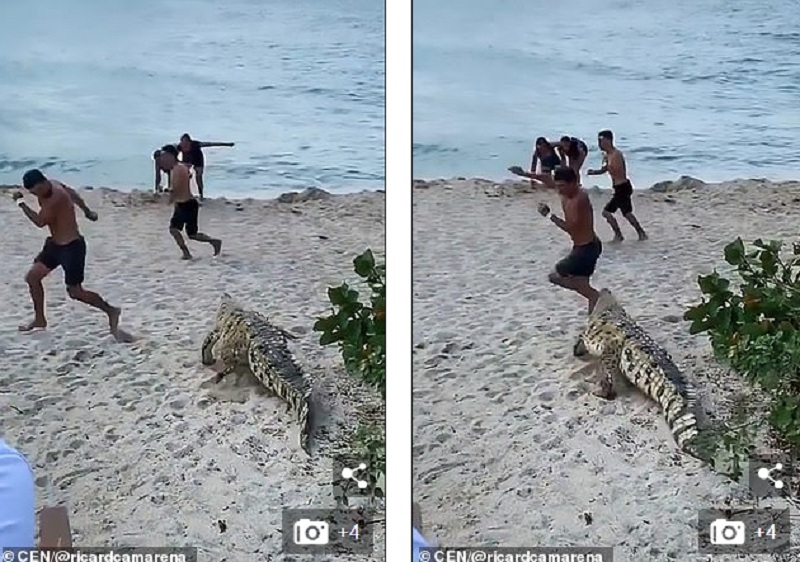 Τον απόλυτο τρόμο έζησαν τουρίστες σε παραλία – Από το πουθενά εμφανίσθηκε κροκόδειλος 6 μέτρων και τους κυνήγησε (Photos/Video)  - Media