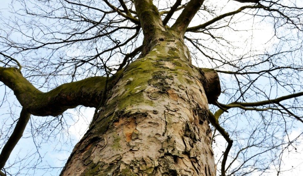 «Χαιρέτα μου τον πλάτανο»: Θανατηφόρα ασθένεια σκοτώνει τα υπέροχα δέντρα - Ανυπολόγιστη καταστροφή - Media