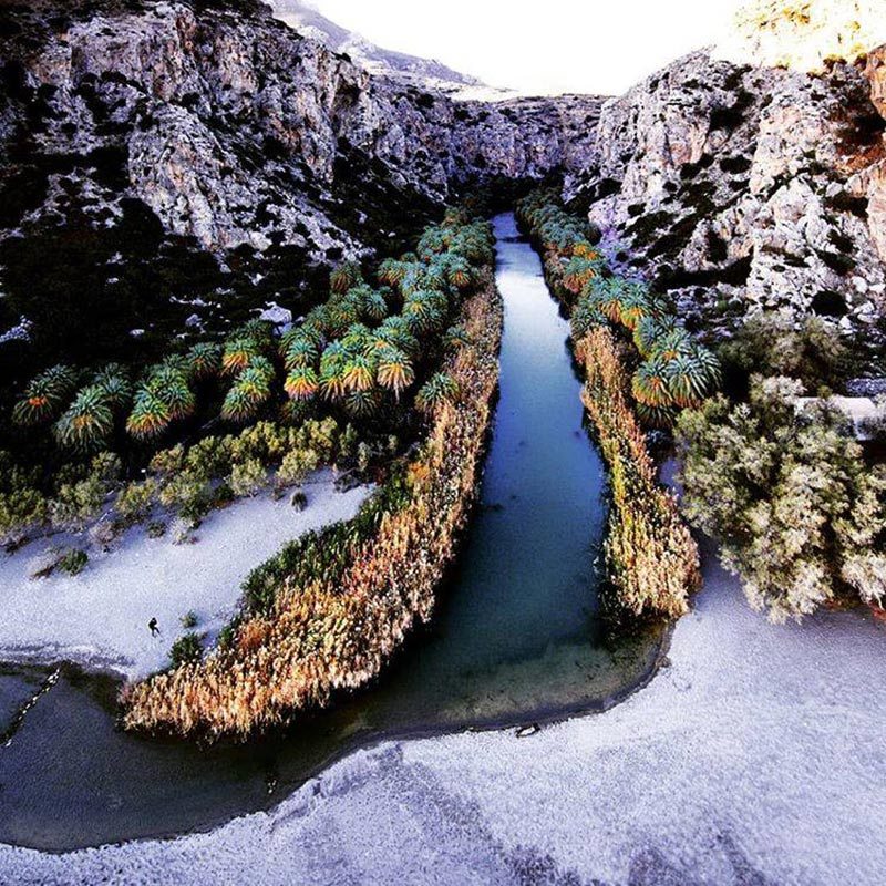 Σπάνια εικόνα: Το φοινικόδασος της Πρέβελης γεμάτο χιόνι    - Media