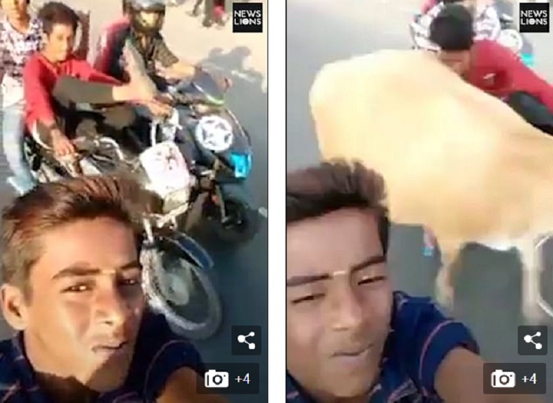 Τραβούσε selfie επάνω στη μηχανή και έπεσε σε μια… αγελάδα (Video)  - Media