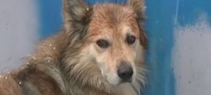 Εγκλημα στην Κέρκυρα: Ο σκύλος της 29χρονης την περιμένει στην πόρτα, μέσα στο κρύο, κάτω από βροχή (video) - Media