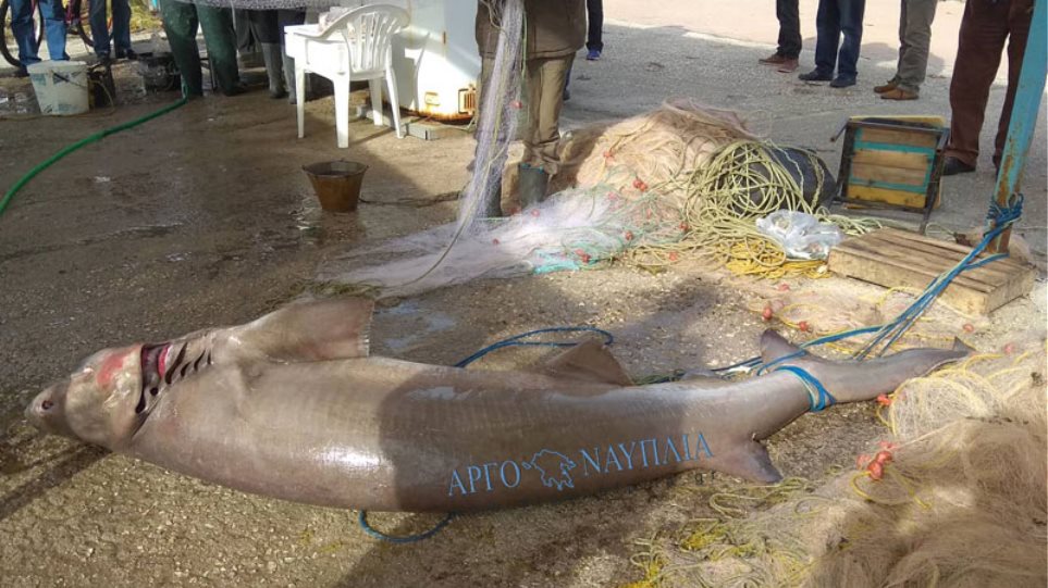 Νέα Κίος: Ψαράδες έπιασαν σκυλόψαρο 150 κιλών! (photos) - Media