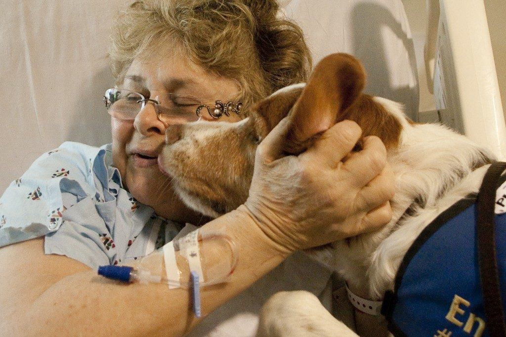 Μια καλή αρχή! Το Στρατιωτικό Νοσοκομείο 424 ανοίγει τις πόρτες του στους σκύλους θεραπείας  - Media