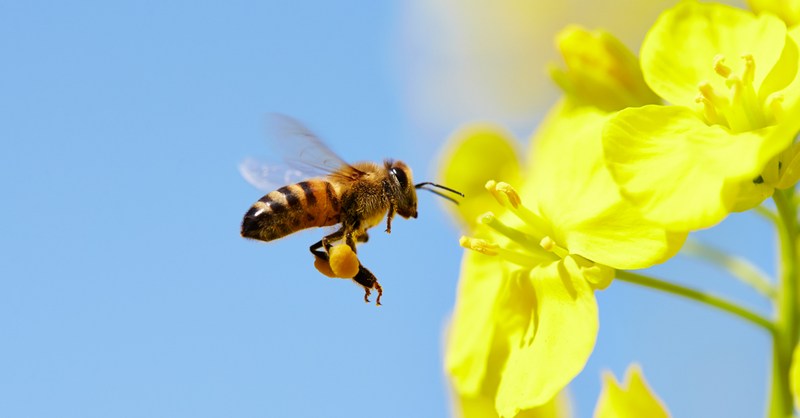 «Σώστε τις μέλισσες!»: Κίνημα μαζεύει υπογραφές - Media