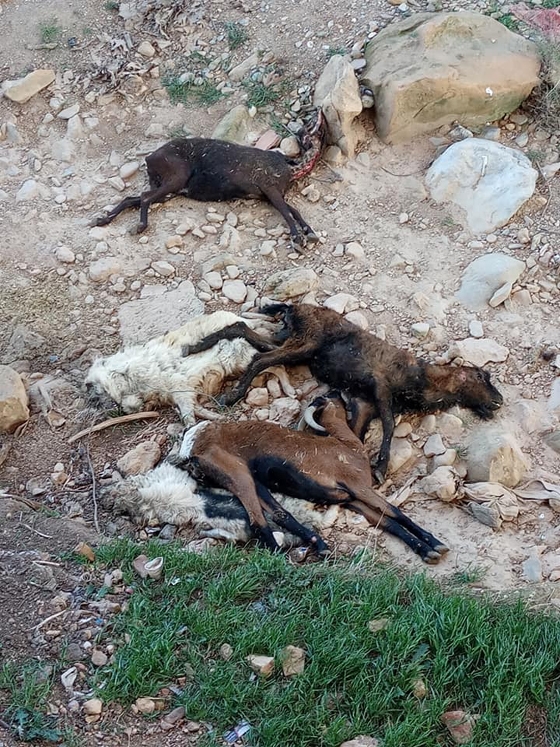 Φρικιαστικό θέαμα στην Αλεξανδρούπολη - Ζωάκια σε προχωρημένη αποσύνθεση πεταμένα κάτω από γέφυρα - Media