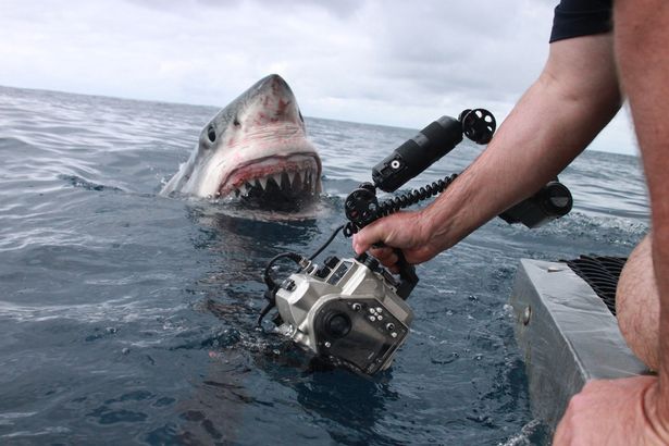 Σε απόσταση αναπνοής από τεράστιο λευκό καρχαρία – Εντυπωσιακές εικόνες (Photos-Video) - Media