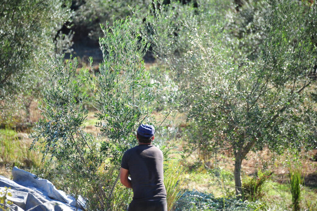 Κρεμάστηκε από δέντρο 91χρονος στην Εύβοια - Media