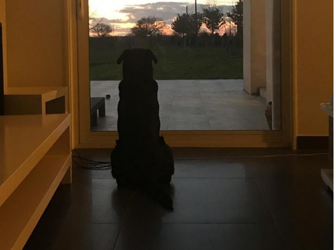 Συγκινητική φωτογραφία της σκύλας του Σάλα που τον περιμένει να επιστρέψει - Media