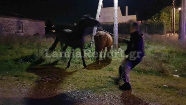 Λαμία: Κυνηγούσαν τα άλογα μέσα στην πόλη (Photos) - Media