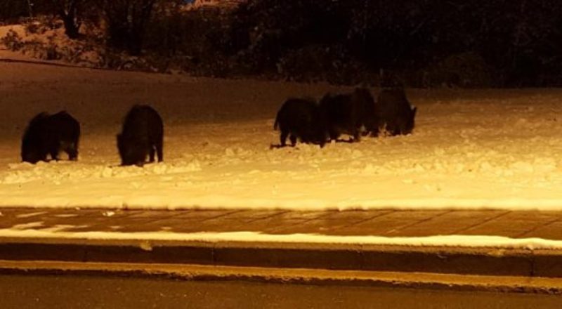 Αγριογούρουνα βγήκαν... βόλτα στη χιονισμένη Θεσσαλονίκη (Photos-Video) - Media