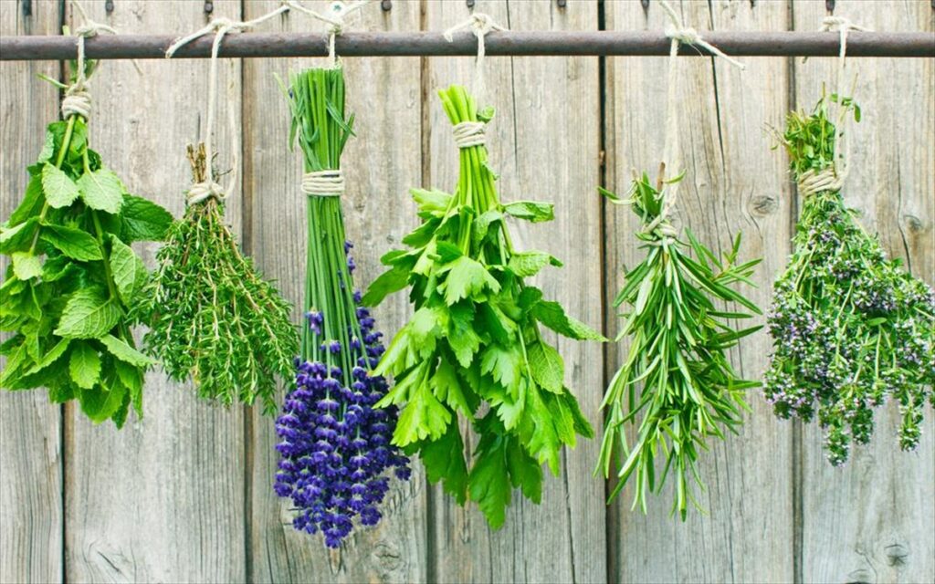 Η 26χρονη από τη Χίο που καλλιεργεί κι εξάγει 14 είδη φυτών και βοτάνων (Video) - Media