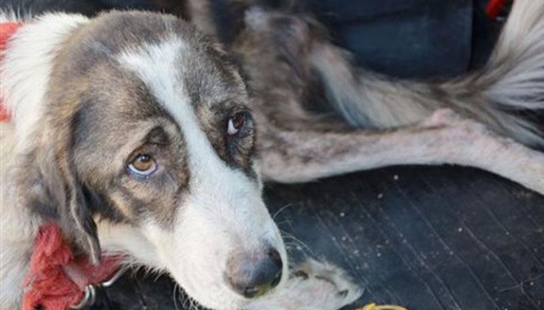 Έξι μήνες φυλακή σε κτηνοτρόφο - Είχε παρατημένα τα ζώα χωρίς φαΐ, στη λάσπη και τη βροχή - Media