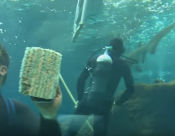 Ηράκλειο: Αυτό είναι μεροκάματο του τρόμου - Κολυμπώντας ανάμεσα σε καρχαρίες! (Video) - Media