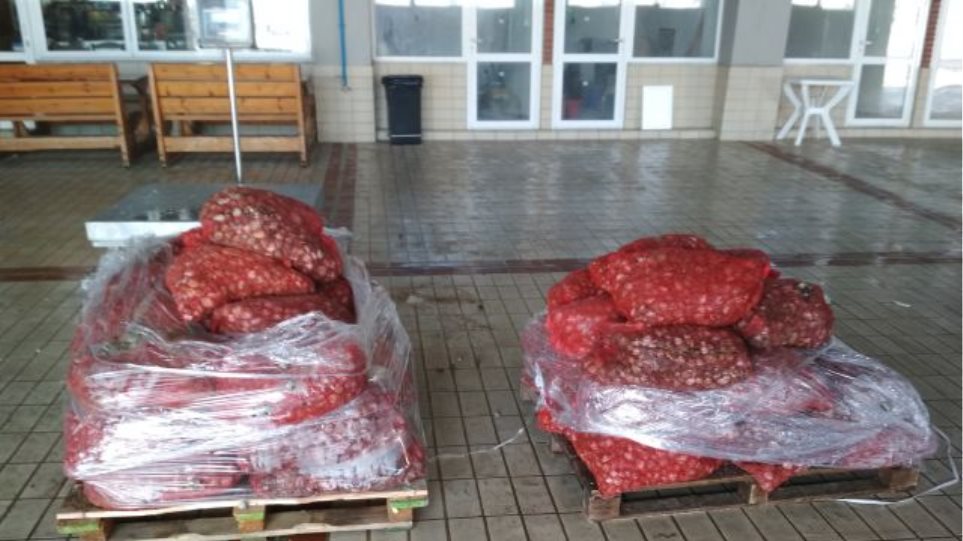 Κατασχέθηκε ένας τόνος όστρακα στην Καβάλα - Media