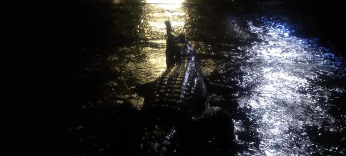 Aκραία καιρικά φαινόμενα στην Αυστραλία - Κροκόδειλοι βγήκαν στους πλημμυρισμένους δρόμους (photos) - Media