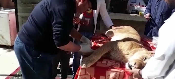 Έβγαλαν τα νύχια λέαινας με πένσα για να «παίζουν» μαζί της οι επισκέπτες (Σκληρές Photos-Video) - Media