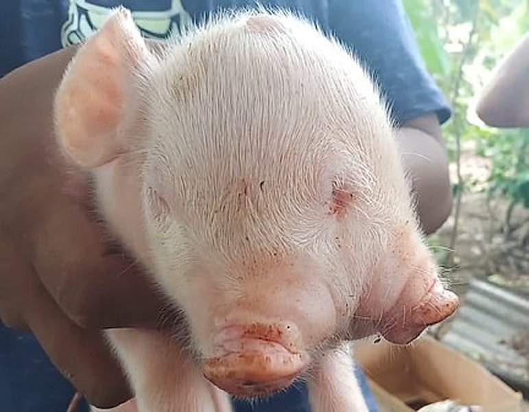 Γεννήθηκε γουρούνι-τέρας με δύο κεφάλια και τρία μάτια (Photo, Video) - Media