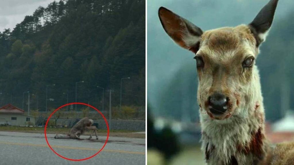 Ελάφια - ζόμπι τρομοκρατούν τις ΗΠΑ; - Μία σπάνια πάθηση λύνει τον γρίφο (Video) - Media