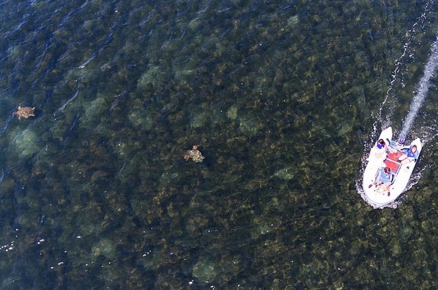 Εντυπωσιακές εικόνες από θαλάσσιες χελώνες στον Αμβρακικό – Λήψεις με drone (Video) - Media