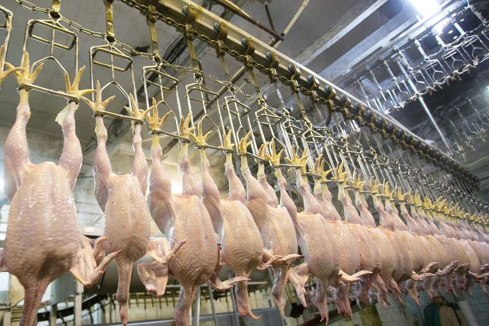 Στη Βρετανία σύντομα ίσως τρώνε κοτόπουλα πλυμένα με χλωρίνη - Ήδη τρέφονται με αυτά στις ΗΠΑ - Media