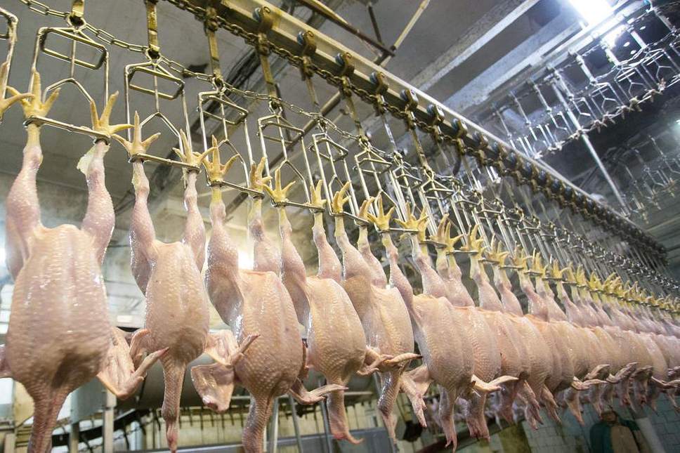 Στη Βρετανία σύντομα ίσως τρώνε κοτόπουλα πλυμένα με χλωρίνη - Ήδη τρέφονται με αυτά στις ΗΠΑ - Media
