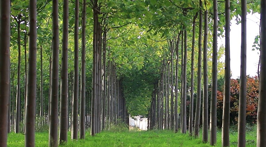 Αχίλλειο: Μαχαίρωσε το γιο του για οικογενειακές διαφορές - Media
