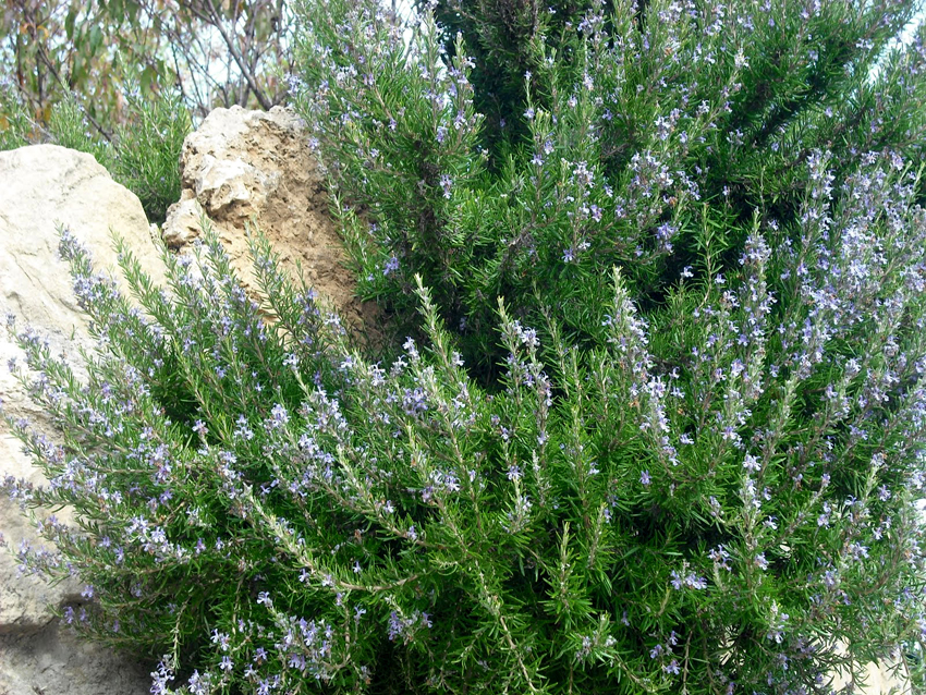 Πυροπροστασία με πικροδάφνες, ακακίες και δενδρολίβανο κάνουν στη Θεσσαλονίκη (Photo) - Media