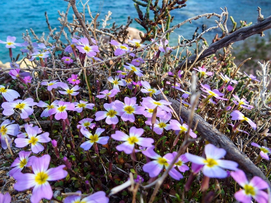 Καιρός: Καλοκαίρι! Θα αγγίξει τους 20 βαθμούς Κελσίου ο υδράργυρος - Media