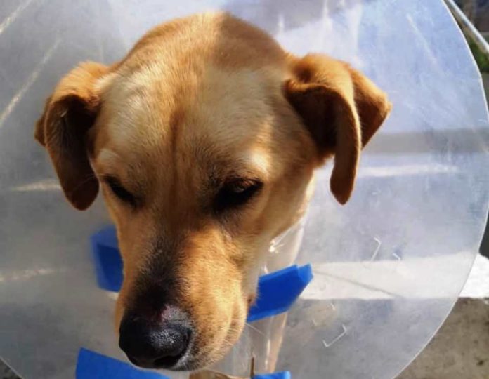 Χανιά: «Τέρας» πυροβόλησε σκύλο εξ΄επαφής (Photos) - Media
