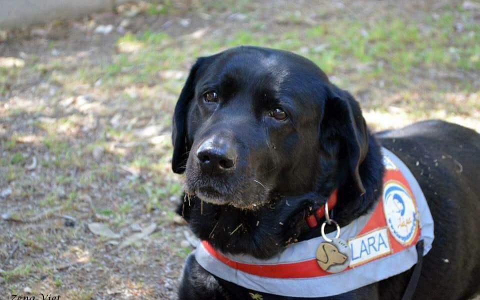 Πέθανε η πολυταξιδεμένη Λάρα - Ανείπωτη στεναχώρια για τον πρώτο σκύλο - οδηγό τυφλών στην Ελλάδα - Media